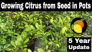 Growing Citrus Trees From Seed (Lemon and Orange) - 5 Year Update