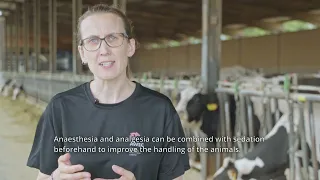 Dehorning / Disbudding calves (english subtitles)