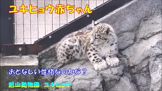 旭山動物園 ユキヒョウ（ジーマと赤ちゃん）赤ちゃんはおとなしい性格？