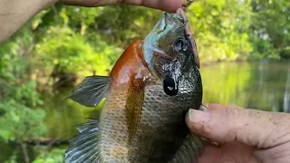 Bluegill Afternoon