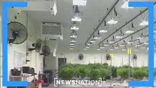 Research shows possible link between marijuana and psychosis | NewsNation Now