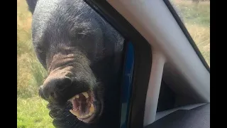 Bear Rips Camper Door Off And Eats Young Logger