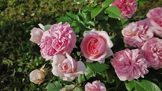 🌹 Роза Чиппендейл Chippendale - первое цветение.