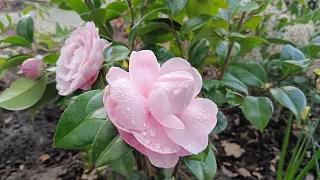 Camellia