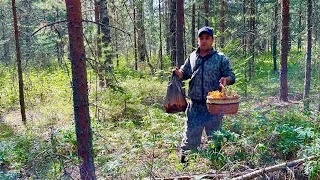 БЕЛЫЕ ГРУЗДИ и ЛИСИЧКИ! Тихая охота в Августе. Грибы