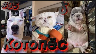 Смешные собаки и котики тик ток #095 Котопёс Приколы 2021, смешные видео, лучшие приколы 2021.