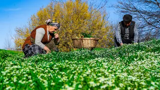 Spring 2023 - Stinging Nettle: Harvesting and Cooking