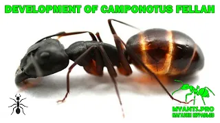 Development of a colony of ants of the species Camponotus fellah