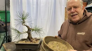 Learn how to repot a Japanese black pine bonsai in 15 min