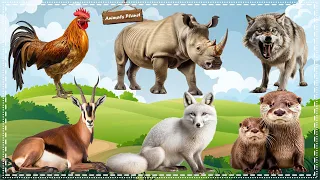 Bustling animal world sounds around us: Chicken, Fox, Wolf, Otter, Rhinoceros, Antelope
