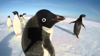 The Curiousity of a Penguin