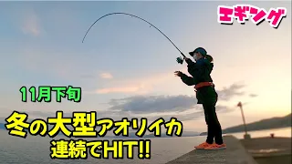 【エギング】冬 の大型アオリイカ大漁!! 新リールでの釣果が凄すぎた♡