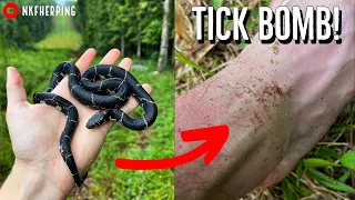 Eastern Kingsnake and Tick Bomb! The Ups and Downs of Summer Snake Hunting in Georgia