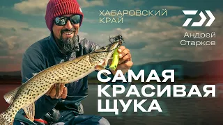 АМУРСКАЯ ЩУКА / Андрей Старков