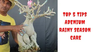 Top 5 Tips for Adenium Rainy Season Care