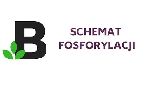 schemat FOSFORYLACJI [ fosforylacja i defosforylacja ]- KOREPETYCJE z BIOLOGII - 69