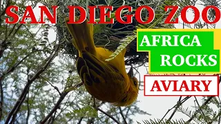 Africa Rocks Aviary 4K San Diego Zoo with Relaxing Music