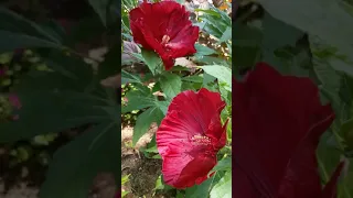 Summerific 'Cranberry Crush' Hibiscus Rose Mallow in our Garden #Summer #ProvenWinners