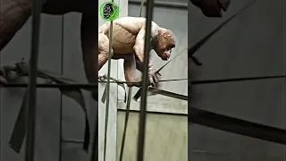 Bald Chimp With Huge Muscles #shorts