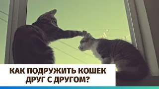 Как подружить кошек друг с другом?