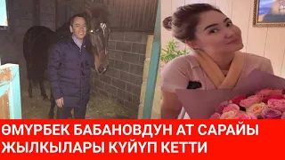 Өмүрбек Бабановдун жылкылары күйүп кетти//  Анжелика кабылган жол кырсыгы боюнча милиция үн катты//