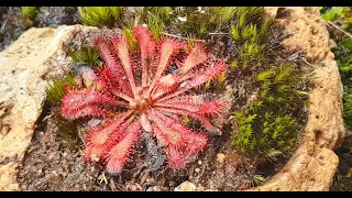 Carnivorous Plants That Don't Require Dormancy