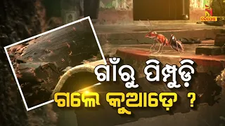 ଗାଁରୁ ପିମ୍ପୁଡ଼ି ଗଲେ କୁଆଡ଼େ ? | NandighoshaTV