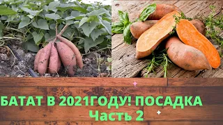 БАТАТ, ПОСАДКА БАТАТА В 2021ГОДУ! СЛАДКИЙ КАРТОФЕЛЬ Часть 2