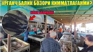 УРГАНЧ БАЛИК БОЗОРИ НАРХЛАРИ КИММАТЛАГАНМИ?  URGANCH BALIQ BOZORI #xorazm_urganch