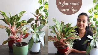 How to care for Aglaonema | Aglaonema Plant Care & Propagation tips