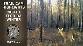 Trail Cam Highlights: North Florida Winter