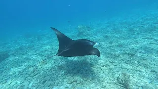 Мальдивы остров Фихалхохи.Maldives Fihalhohi Island Resort.Какой остров выбрать на Мальдивах