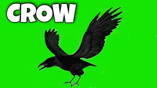 Crow flying green screen video effect