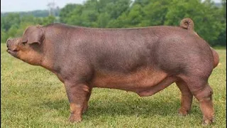 Duroc Pig | The King Of Pigs