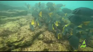 Marine Life in Galapagos Islands