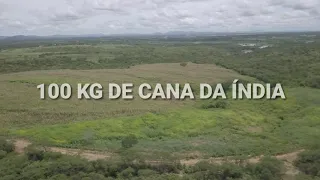 Fazenda Oiticica locução