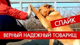 Профайл Спайк - улыбчивый и человеколюбивый пёс, почти овчарка | Фонд Умка