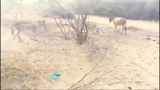 cleaning Donkey|#viral #donkey#shortvideo لقاء الحمار#wildlife #tharparkarbeauty #thardesert