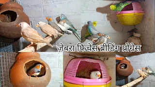 Zebra Finches Breeding Progress ||#viral #vlog #budgies #finch