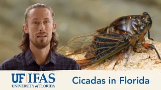 Cicadas in Florida