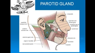 28  Parotid gland