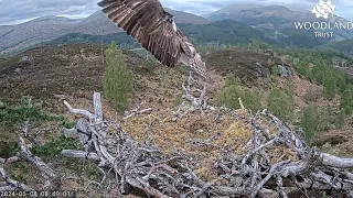 Garry LV0 and Aida make a flying visit to Loch Arkaig Osprey Nest One 8 May 2024