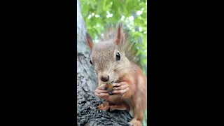 Молодая белка ест орешек / A young squirrel eats a nut