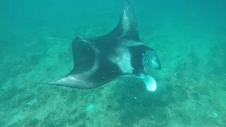 Manta diving and snorkling - большие Манты