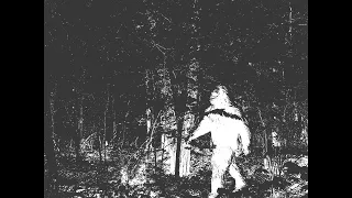 Bigfoot Thermal Image Submitted