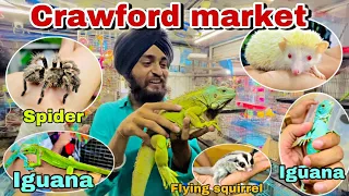 Crawford market Mumbai || chepest pet market in Mumbai || spider and lguana as pet