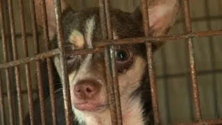 Tennessee Dog Rescue