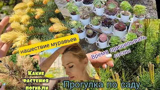 Прогулка по саду. Борьба с муравьями. Прищипка сосен. нимфеи, клематисы розы. Погибшие растения