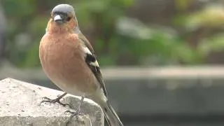 Chaffinch 'rain' song...