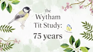 75 Years of the Wytham Tit Study